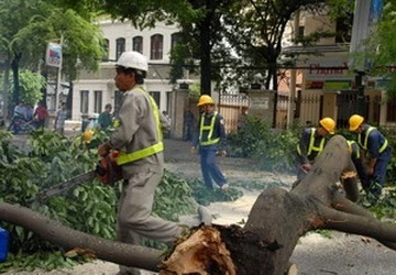 Cành cây cổ thụ rơi xuống đường, 2 người thoát chết ảnh 1 Cành cây cổ thụ rơi xuống đường, 2 người thoát chết ảnh 1