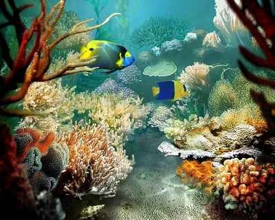 Download bộ hình nền chủ đề “Cuộc sống đại dương” ảnh 2