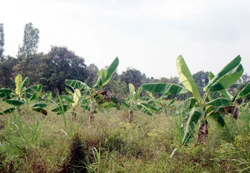 Bứng chuối của người, trưởng ấp bị kiện ảnh 1