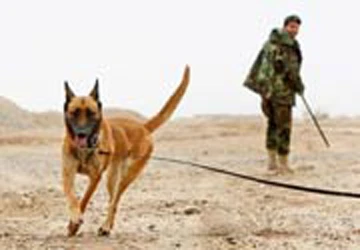 Tăng viện quân khuyển cho chiến trường Afghanistan ảnh 1