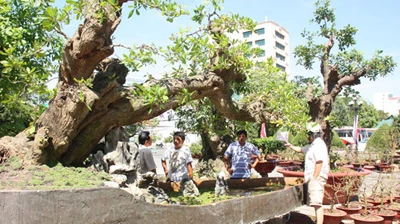 Cây lộc vừng treo giá 9,9 tỉ đồng ảnh 1