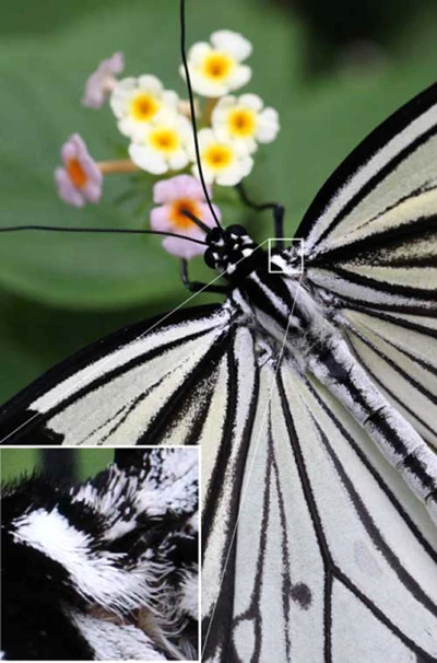 Canon 1D Mark IV trình diễn ảnh 5