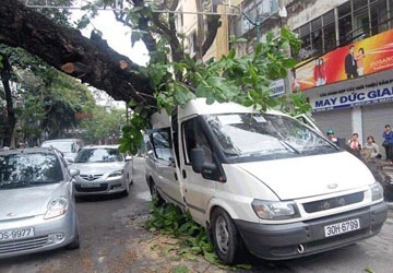 Hà Nội: Mưa to, một số cây cổ thụ đổ gục ảnh 2