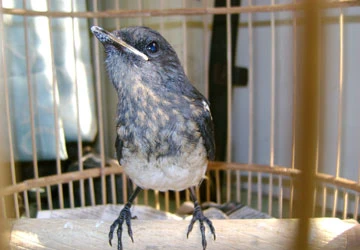 Vụ tịch thu, tiêu hủy 72 con chim kiểng: Chính quyền đã sai! ảnh 1