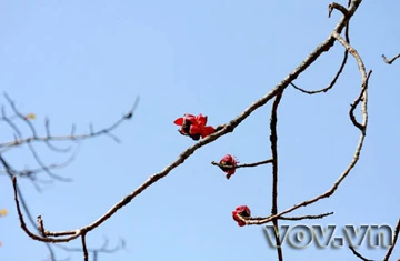 Tháng 3, hoa Gạo nở trên cao nguyên đá ảnh 6 Tháng 3, hoa Gạo nở trên cao nguyên đá ảnh 6