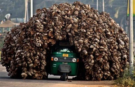 Những hình ảnh hài hước năm 2009 ảnh 13