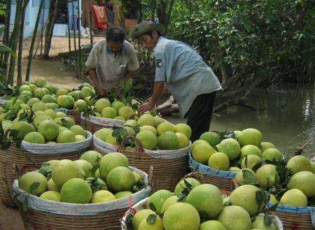 Bưởi Năm Roi "leo" giá kỷ lục trong 5 năm qua ảnh 1