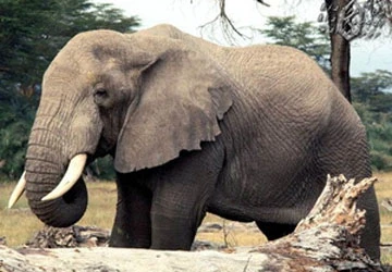 Ấn Độ săn lùng “sát thủ voi” giết hàng loạt voi cái ảnh 1