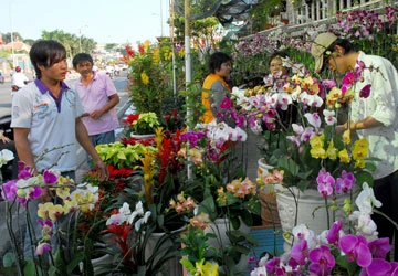 Hoa tết ở TP.HCM: Cúc nội ngậm nụ, lan ngoại lên ngôi! ảnh 1