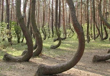 Chuyện khoa học kỳ quái nhất 2011 ảnh 2