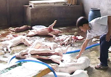 Phát hiện nhiều heo thối ở cơ sở giết mổ lậu ảnh 1