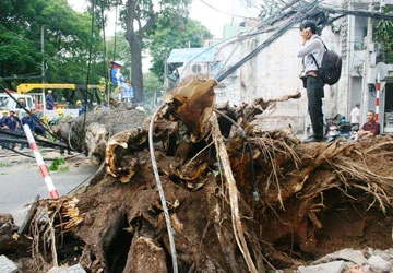 Cây me tây to đổ ập xuống đường ảnh 1