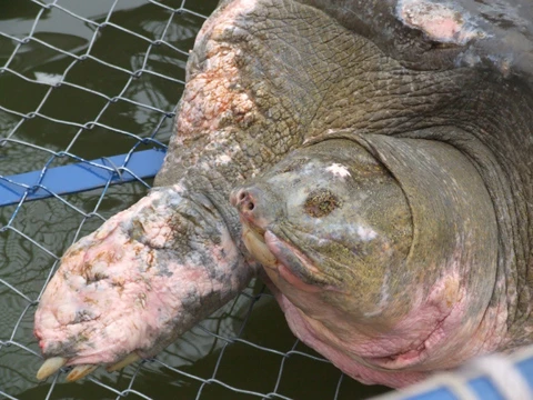 Cận cảnh chăm sóc Rùa trong bể nhân tạo ảnh 5