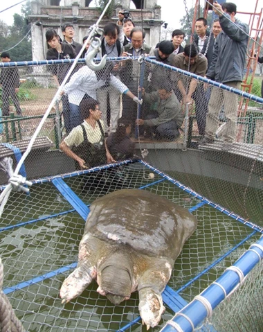 Cận cảnh chăm sóc Rùa trong bể nhân tạo ảnh 1