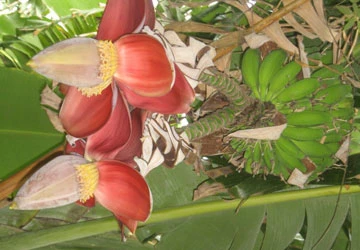 Cây chuối có ba bắp và một buồng ảnh 1