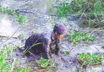 Vedan lại cù nhầy ảnh 1 Vedan lại cù nhầy ảnh 1