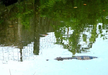 Cả trăm con cá sấu sổng chuồng ảnh 1 Cả trăm con cá sấu sổng chuồng ảnh 1