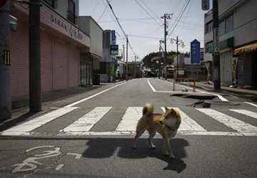 Nhật lo sợ chó nhiễm phóng xạ phát dại ảnh 1