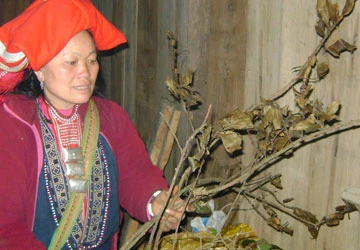 Bài thuốc tắm và “công ty người Dao” ảnh 1