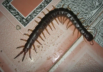 Con rết “khổng lồ” nằm dưới kệ ti vi ảnh 1