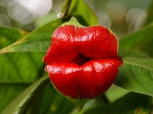 Đôi môi “thiên nhiên” lớn nhất thế giới ảnh 1