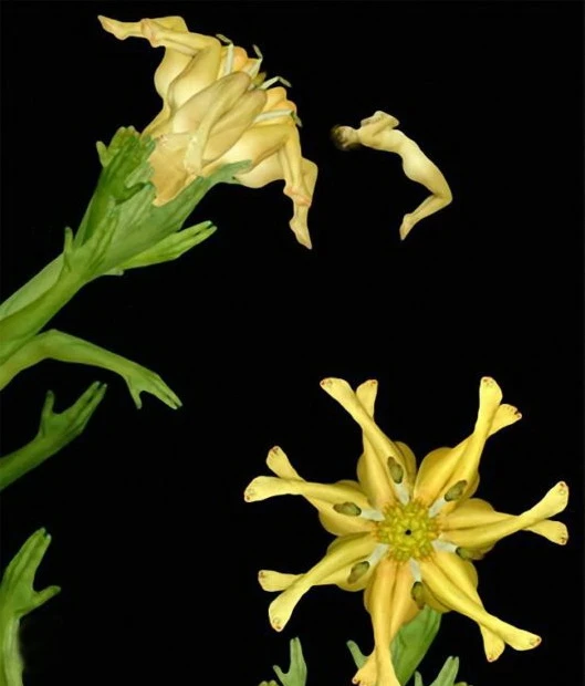 Hoa ghép từ cơ thể của những cô gái khỏa thân ảnh 2