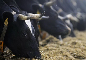 Nguy cơ bùng nổ siêu khuẩn kháng sinh trong chăn nuôi ảnh 1