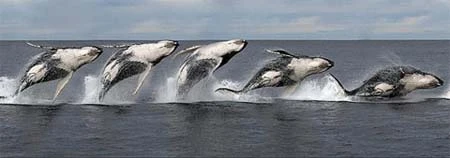 24 bức ảnh chuyển động liên tiếp ấn tượng ảnh 23