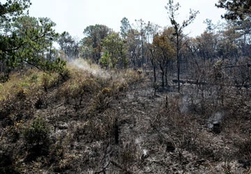 Giao nhầm rừng cho "lâm tặc" - Bài 2: Chiếm đất, phá rừng để sang bán ảnh 1