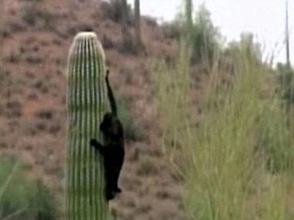 Mèo "tuyệt thực" trên ngọn xương rồng ảnh 3