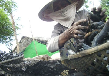 Nghịch lý ở U Minh Hạ - Bài 3: Nông dân lén lút trồng rừng ảnh 1