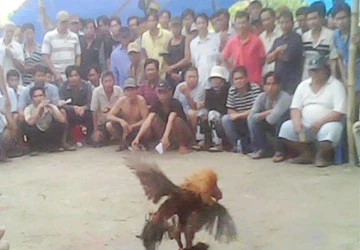 Phó công an tố trưởng công an xã bảo kê trường gà ảnh 1