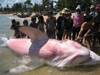 Phú Yên: Bắt được cá mập dài 5m ảnh 4