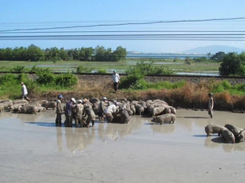 Xe lật, hơn 100 con heo được tắm bùn ảnh 1