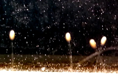 Xôn xao “hoa 3.000 năm mới nở” xuất hiện trên cửa gỗ ảnh 2