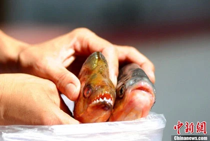 Lại xuất hiện "cá ăn thịt người" ở Trung Quốc ảnh 5 Lại xuất hiện "cá ăn thịt người" ở Trung Quốc ảnh 5