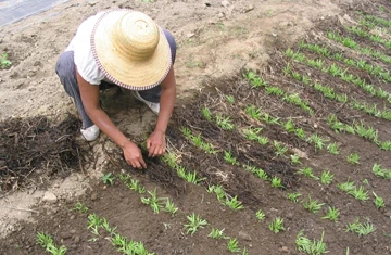 Trồng rau muống phải xin cấp phép ảnh 1