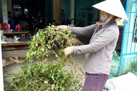 Đổ xô thu hái cây cà gai leo chữa bệnh “ung thư gan” ảnh 1 Đổ xô thu hái cây cà gai leo chữa bệnh “ung thư gan” ảnh 1