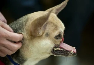 Chú chó xả thân cứu chủ được chữa lành ảnh 1