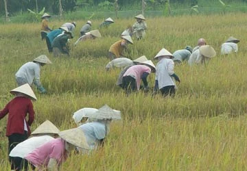 Đánh giá 3 năm gia nhập WTO: Nông dân thiệt thòi nhất ảnh 1