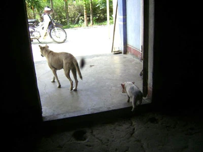 Chuyện lạ: Heo con bú mẹ... chó ảnh 2