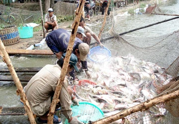 Nông dân: “Không bán chịu nữa” ảnh 1