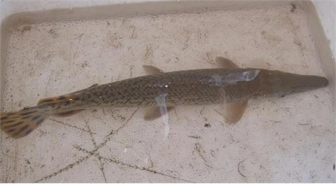 Bắt được con cá hình 'đầu cá sấu, thân rắn' trong nước lũ ảnh 1