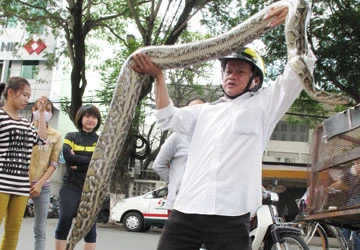 Bán trăn trái phép trên đường phố ảnh 1