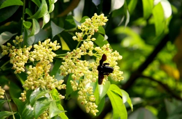 Hà Nội mùa lá bay ảnh 7