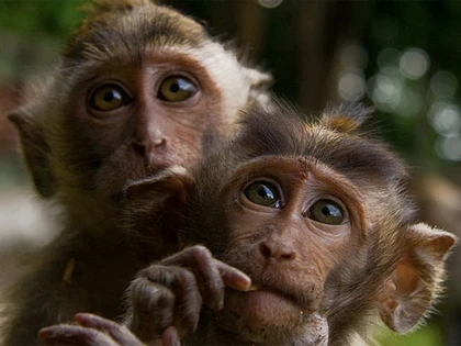 Khỉ hoang nổi loạn, cắn người ảnh 1 Khỉ hoang nổi loạn, cắn người ảnh 1