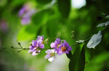 Bằng lăng tím vẫy gọi hè ảnh 2