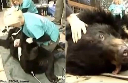 "Phản đối" hút mật, gấu mẹ giết con rồi tự sát ảnh 1