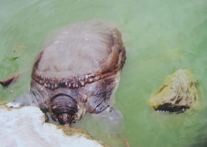 Rùa mai mềm chết ở hồ Hoàn Kiếm không cùng loài với “Cụ Rùa“ ảnh 2 Rùa mai mềm chết ở hồ Hoàn Kiếm không cùng loài với “Cụ Rùa“ ảnh 2