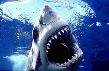 Lời cảnh báo đối với người thích ăn vây cá mập ảnh 1